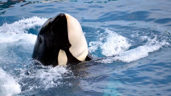 Scientists discover that orcas and dolphins have reached an evolutionary point of “no return” and will not be able to return to land - What changes made it impossible for orcas and dolphins to return to land