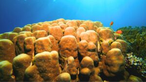 Scientists place 42 sea sponges in a polluted Spanish port and one species surprises after 455 days
