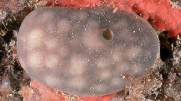 Scientists place 42 sea sponges in a contaminated Spanish port and a species surprises after 455 days - The objective of bringing 42 sea sponges to the port: recover part of the lost life