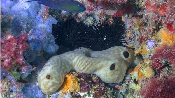 Scientists place 42 sea sponges in a polluted Spanish port and one species surprises after 455 days - Why sponges can help recover degraded waters