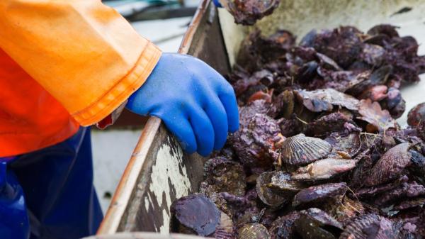 Scientists warn of the expansion of an invasive tropical oyster along the Spanish coasts: the warming of the Mediterranean favors its advance - The invasive oyster has already settled in several points on the Spanish coasts