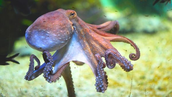 Sea off Cornwall warmed by up to 4C, sparking UK's biggest octopus invasion in 125 years - Seas warmed by up to 4C, creating perfect conditions for an octopus explosion