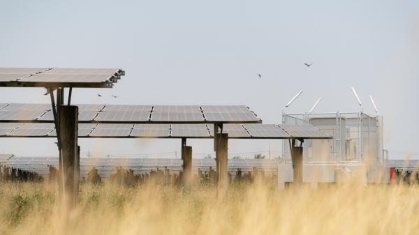 Six species of birds of prey find refuge in a solar plant in Seville: they use it to hunt and rest - The solar plant in Seville used by six species of birds of prey