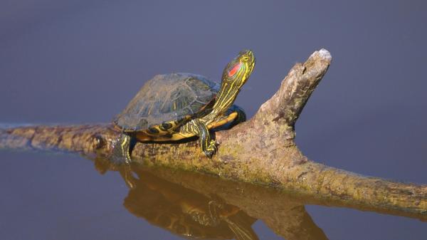 The Florida pond turtle proliferates again in the Guadiana in Badajoz: this year the traps have not been placed - Why this year no traps have been set in the Guadiana to stop the invasive turtles