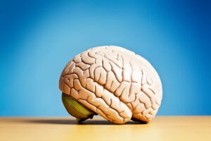 The human brain is made up of two distinct organs