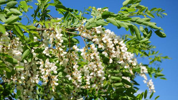 The ornamental tree that is helping Europe's first invasive bee to expand: it is very common in gardens and cities - Sophora has become a key resource for this giant bee