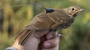 The small thrush that can transport seeds more than 500 kilometers: this is how it helps plants expand