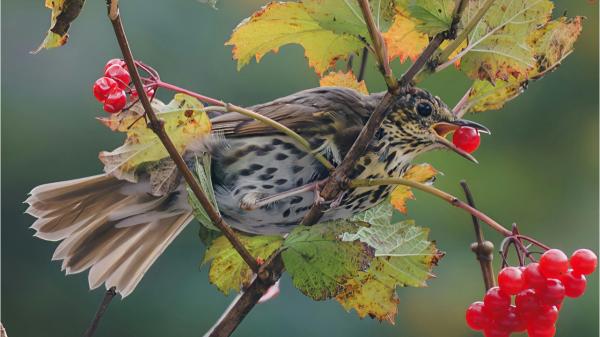 The small thrush that can transport seeds more than 500 kilometers: this is how it helps plants expand - The thrush can carry seeds much further during its migration