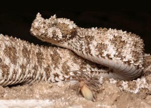 The viper with the “fake spider” on its tail: a perfect bait for birds
