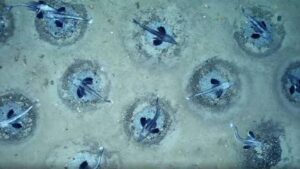 They explore Antarctica at a depth of 535 meters and find an “underwater city” made up of 60 million nests