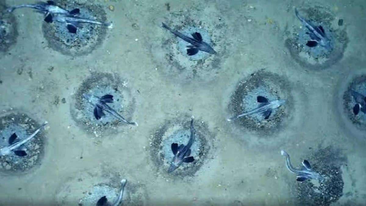 They explore Antarctica at a depth of 535 meters and find an “underwater city” made up of 60 million nests