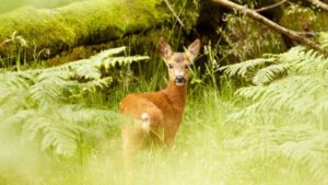 They hide a camera for a month deep in the forest and this is what happens when there are no humans