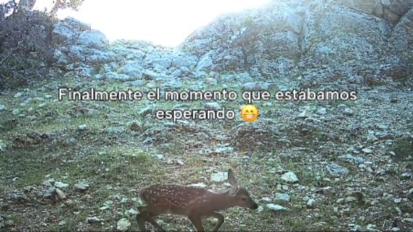 They hide a camera for a month deep in the forest and this is what happens when there are no humans - The forest changes when there is no one to see it in person