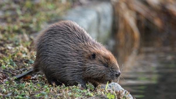 They released beavers into a forest in England and a year later something surprising happened: they created a 35-meter wetland full of life - The first authorized free-ranging beaver release in England