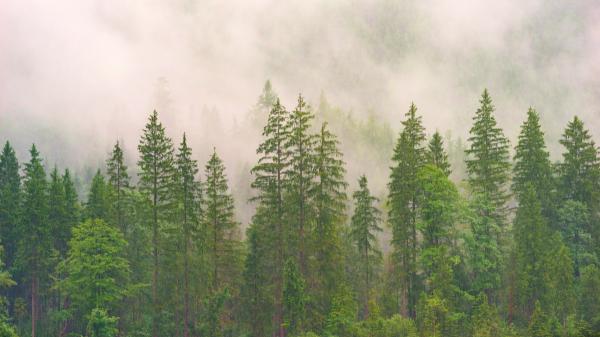 Researchers from the United States discover that it took 100,000 years for forests to recover after suffering a warming similar to that of now - The warming of 56 million years ago allows us to study how forests reacted