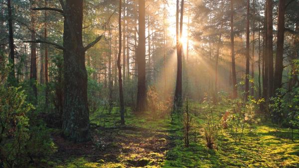 US researchers find it took 100,000 years for forests to recover after warming like today - Wyoming fossils show how warming reduced forest cover