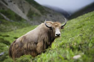 We have discovered a new (extinct) species of yak