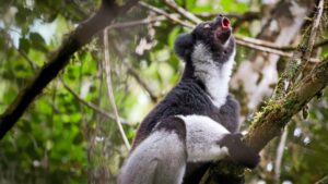 What singers, those lemurs