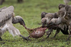 Why do scavenger animals never eat the corpses of their own species?