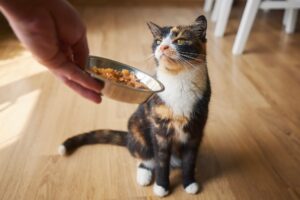 Why dogs and cats refuse new food (and vets' tricks to convince them)