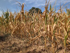 World Food Day: the three crossed fires of wars, climate change and super El Niño on food